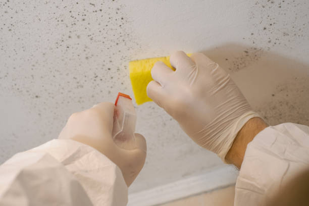 Best Attic Mold Removal  in Evansburg, PA