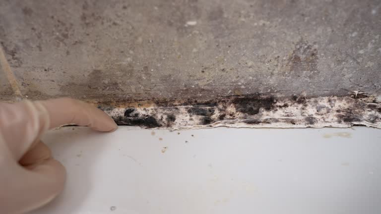 Best Residential Mold Inspection & Testing  in Evansburg, PA